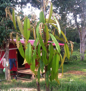 PRAKTIKAL TERUS DI LADANG