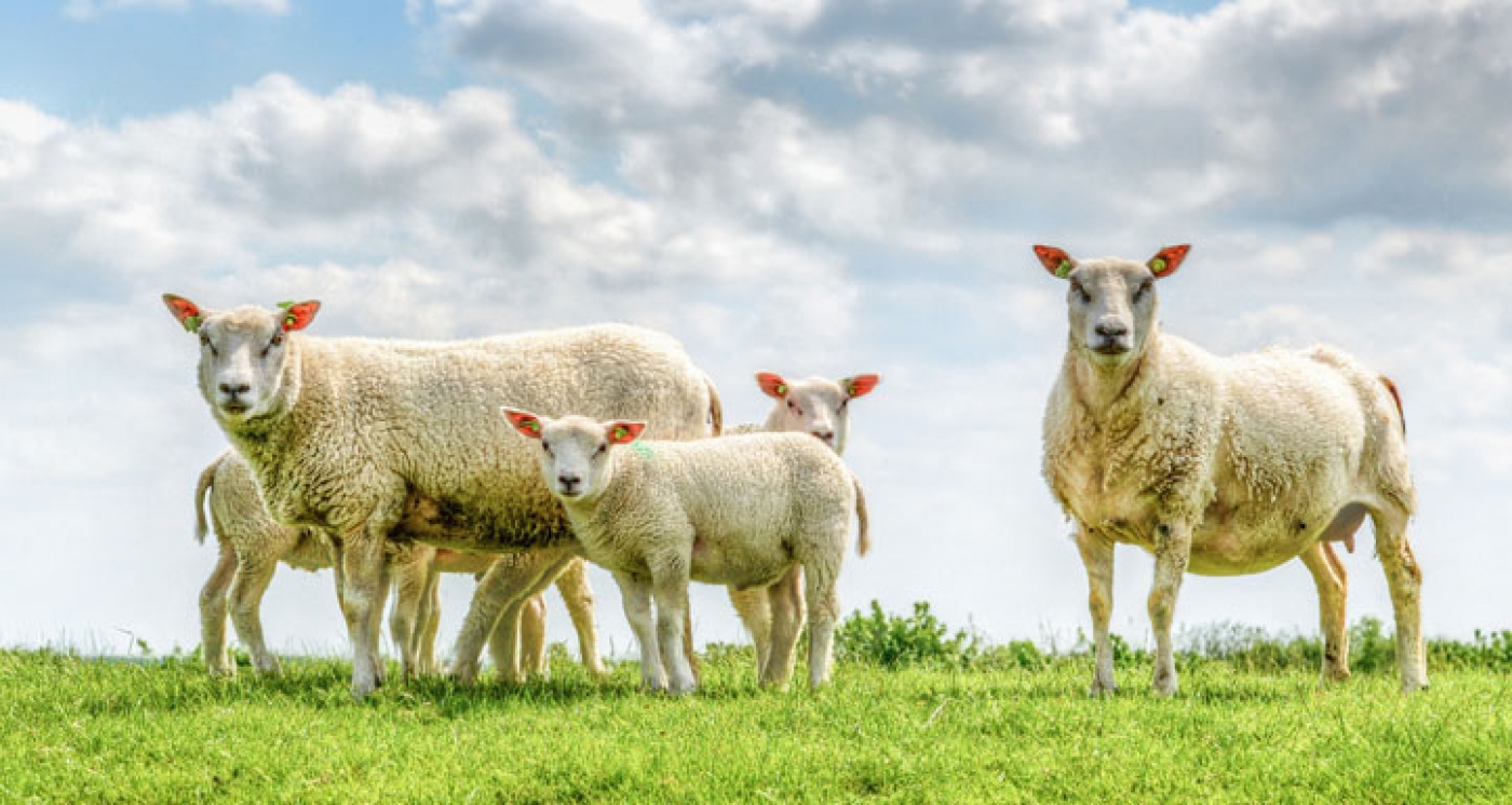 How to Improve Biosecurity on Swine Farms